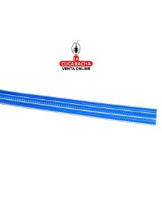 PIBAROVA-CORTINA REINA...