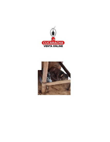 Belen Nacimiento Artesanal 14cm. MULA Y BUEY sin Pesebre.