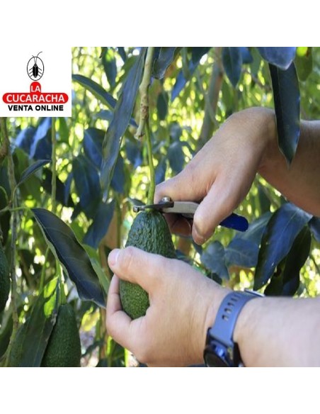 manzana-TIJERA RECOLECTAR AGUACATE M25-AM.
